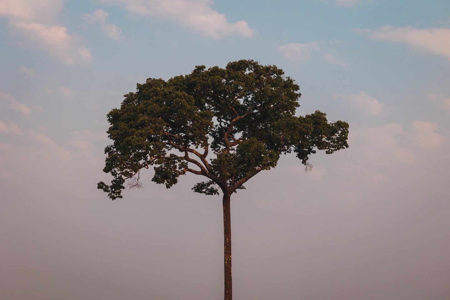Image without alt