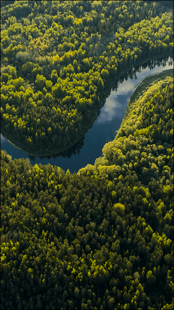 Image without alt