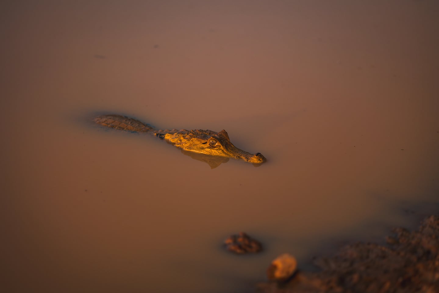 Image without alt